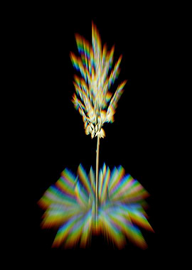 Prism Adams Needle Flowers