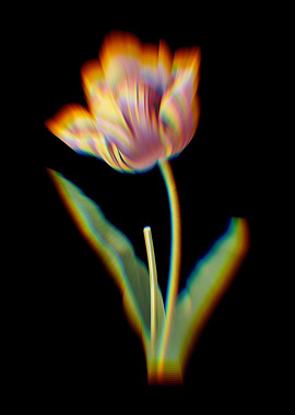 Prism Tulip Flowers