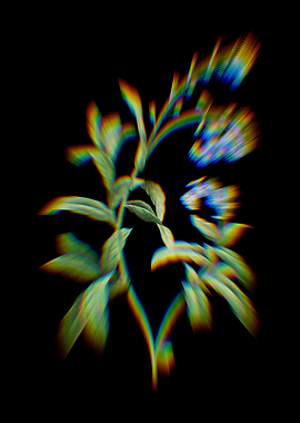 Prism Water Forget me not