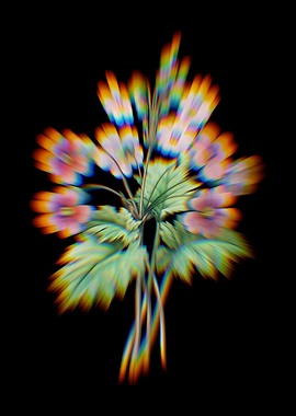 Prism Chinese Primrose