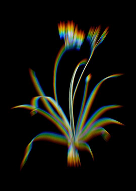 Prism Allium Fragrans