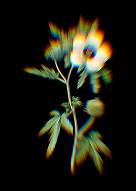 Prism Venice Mallow Flower