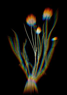 Prism Allium Globosum