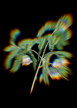 Spaendoncea Tamarandifolia