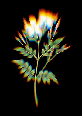 Prism Spanish Jasmine