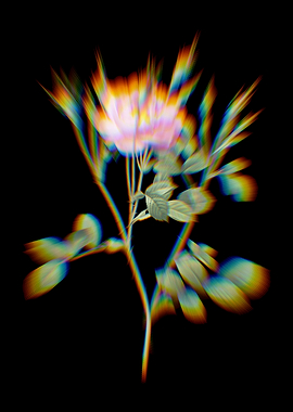 Prism Sweetbriar Rose