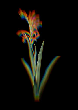 Prism Antholyza Aethiopica