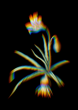 Prism Amaryllis Flowers