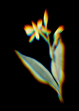 Prism Bandana Everglades