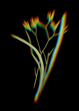 Prism Anigozanthos Flavida