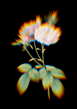 Prism Blooming Damask Rose