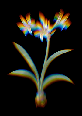 Prism Amaryllis
