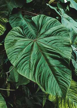 Tropical leaf