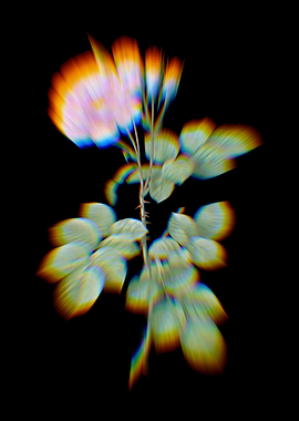 Prism Blooming Damask Rose