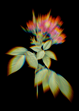 Prism Boursault Rose