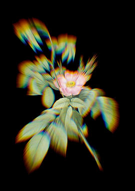 Prism Blooming Apple Rose