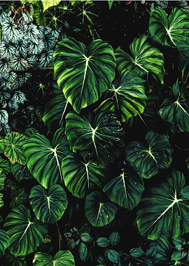 Tropical plant wall
