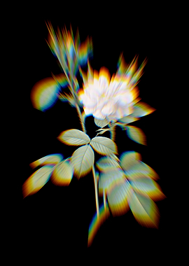 Prism Autumn Damask Rose