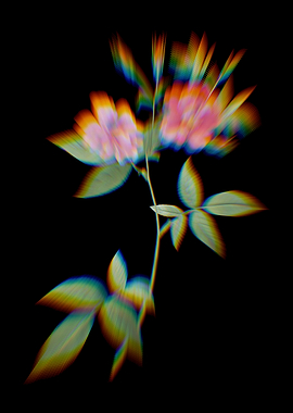 Prism Hudson Rosehip