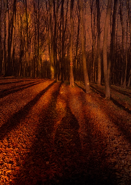 Forest ligts and shadows