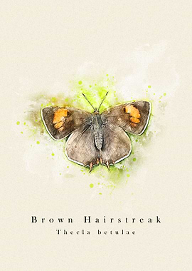 Butterfly brown hairstreak