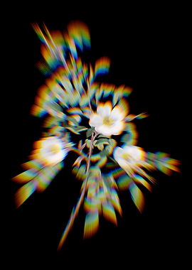 Prism Reddish Rosebush