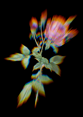 Prism Provence Rose Flower