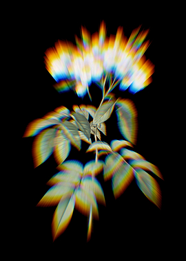 Prism Blooming Musk Rose