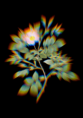 Prism Malmedy Rose Flowers