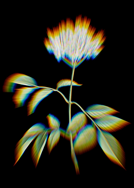 Prism Elderflower Tree