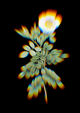 Prism Macartney Rose