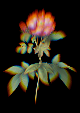 Prism Provins Rose Flower