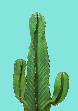 cactus for home decor