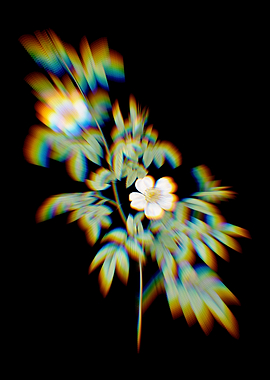 Prism Blooming Musk Rose