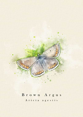 Butterfly brown argus
