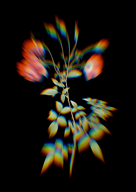 Prism Blooming Red Rose