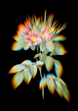 Prism Pasture Rose Flowers