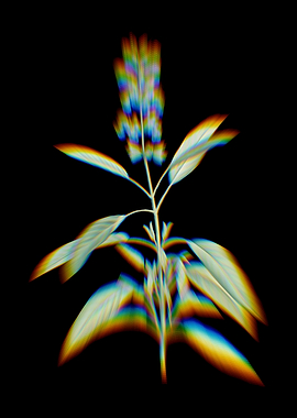 Prism Blooming Sage Plant