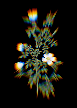 Prism Blooming Hedge Rose