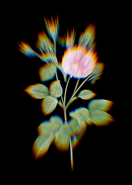 Prism Pink Agatha Rose