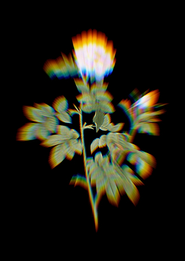 Prism Pink Rosebush Flower