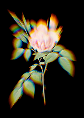 Prism Fragrant Rosebush