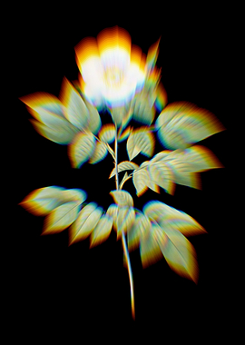 Prism Leschenaults Rose