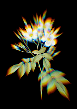 Prism Blooming Musk Rose