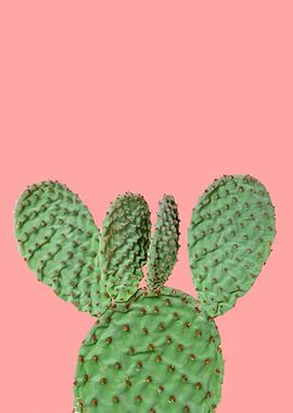 cactus for home decor