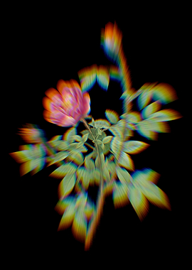 Prism Blooming Moss Rose