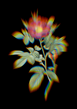 Prism Red Portland Rose