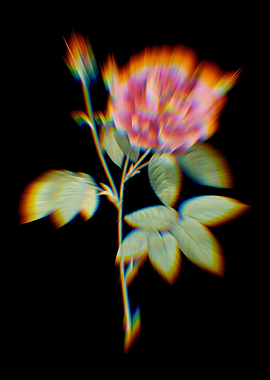 Prism Blooming French Rose