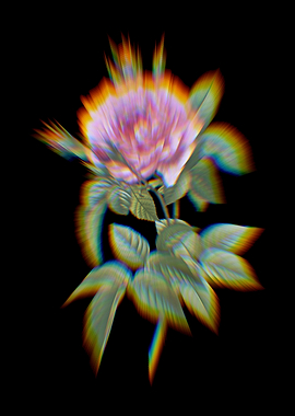 Prism Pink French Rose