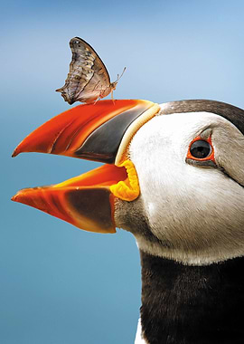 Atlantic Puffin Butterfly